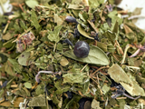 Forest. Herbal collection