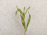 Tarragon leaves