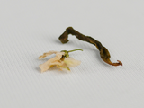 Green tea Acacia, Tkibuli, Georgia, AA, 2025