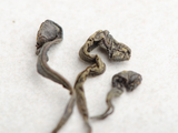 Indonesian yellow tea, A, 2024