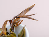 Yunnan Gao Shan Ye Shen Bai Cha from 100-year-old trees, AAA, 2024